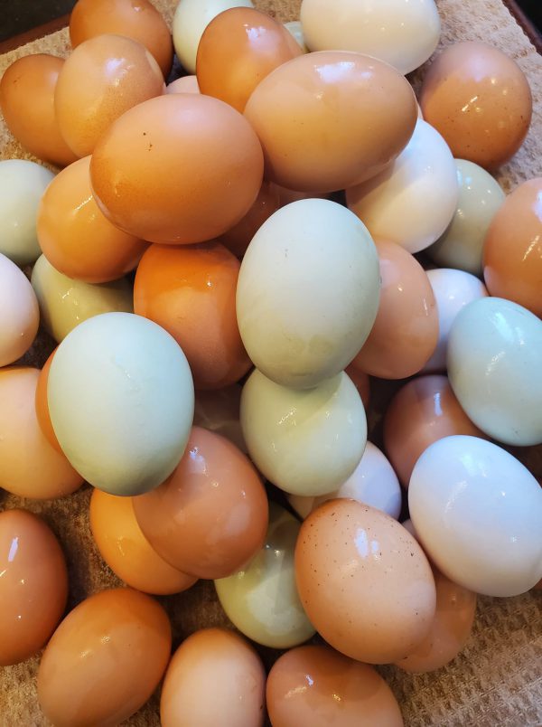 Free Range Eggs